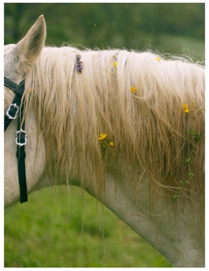 Flower Shower: Alexandra Sophie's Contemporary Art Book