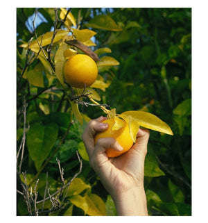 Flower Shower: Alexandra Sophie's Contemporary Art Book