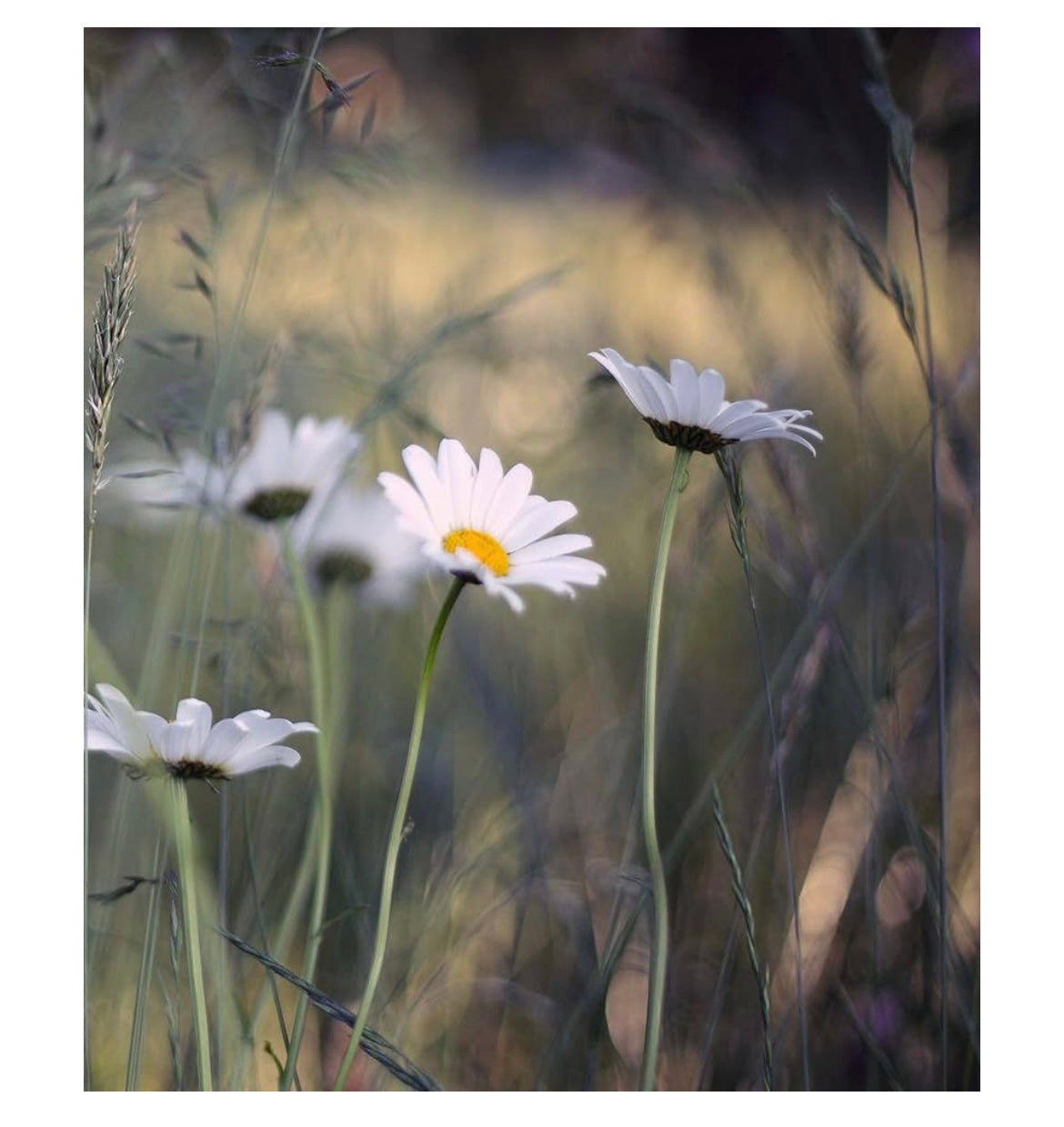 Flower Shower: Alexandra Sophie's Contemporary Art Book
