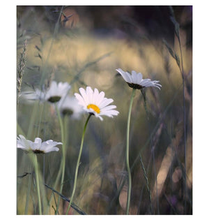 Flower Shower: Alexandra Sophie's Contemporary Art Book